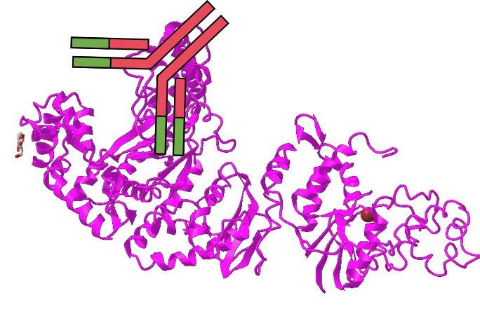 想提高PCR特異性嗎？用對酶很重要！